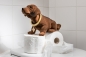 Preview: Wackeldackel braun 29 cm mit 2 Rollen Toilettenpapier - mit Echtheits-Zertifikat
